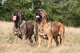 FILA BRASILEIRO 141